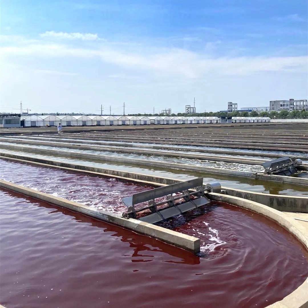 艾詩(shī)特蝦青素