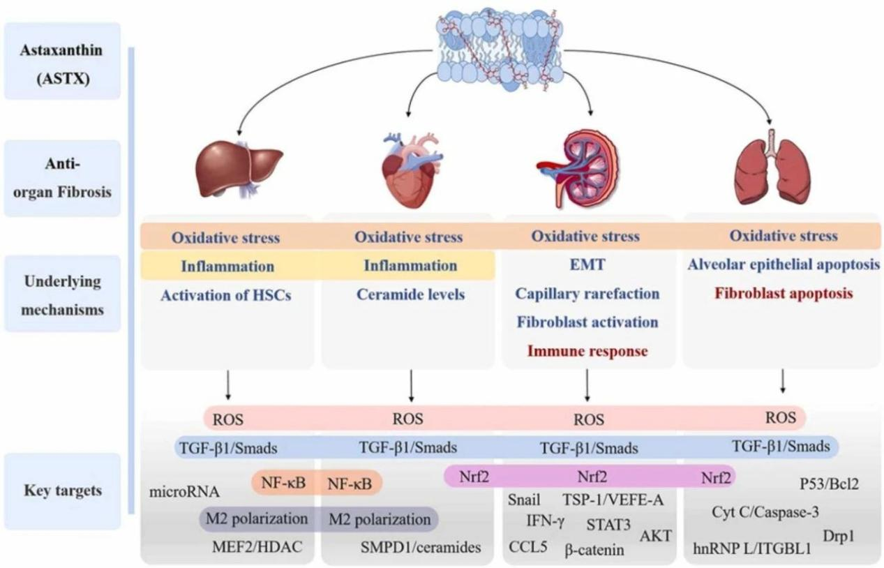 艾詩(shī)特蝦青素 艾詩(shī)特蝦青素