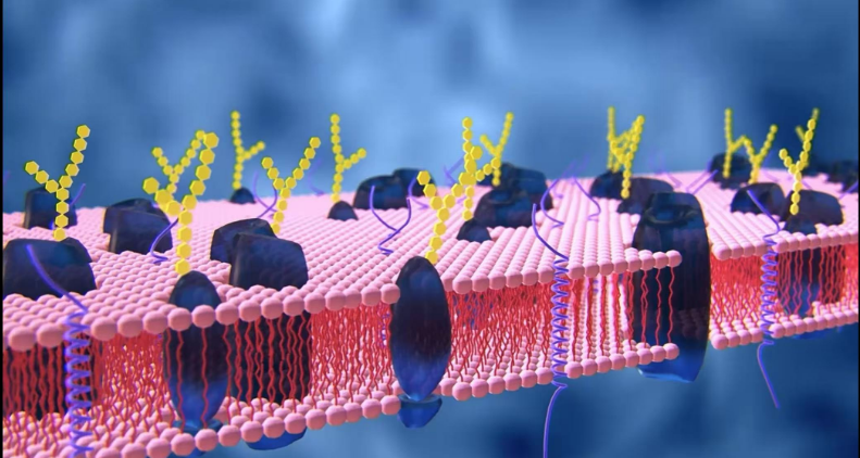 艾詩(shī)特蝦青素