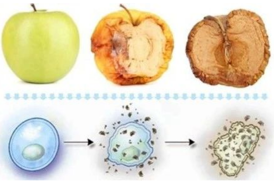 艾詩特蝦青素 艾詩特蝦青素