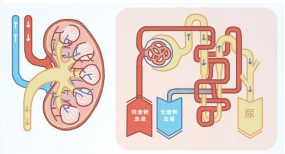 艾詩(shī)特蝦青素 艾詩(shī)特蝦青素