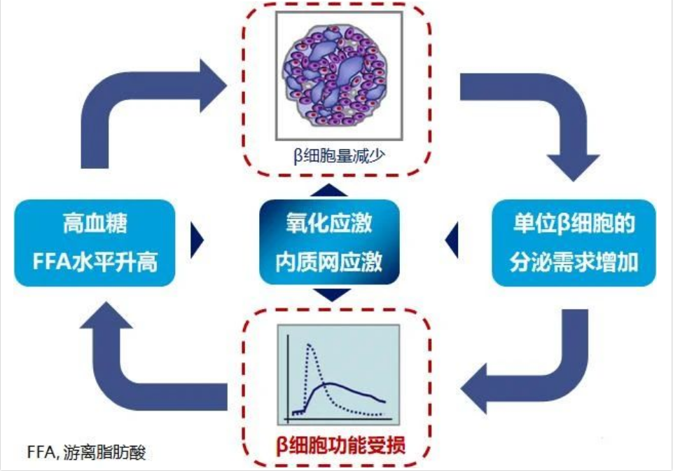 艾詩(shī)特蝦青素 艾詩(shī)特蝦青素