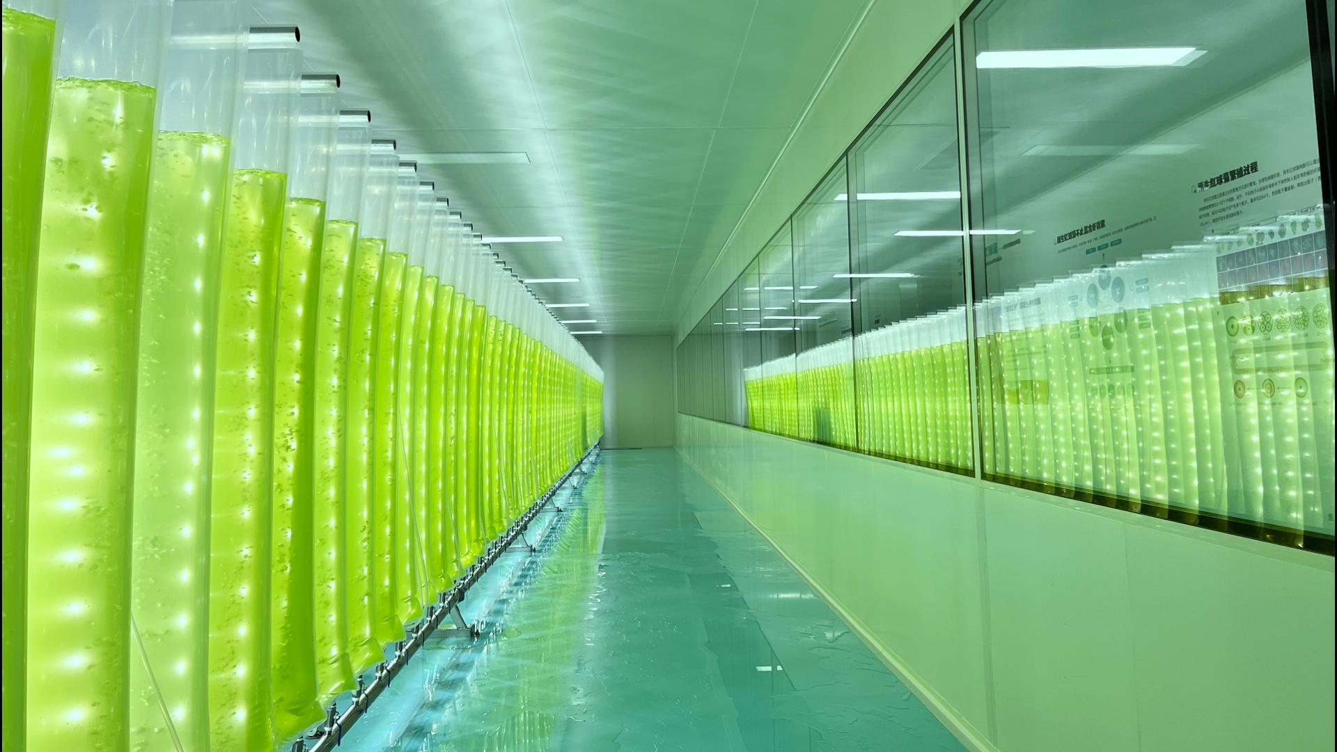 艾詩(shī)特蝦青素