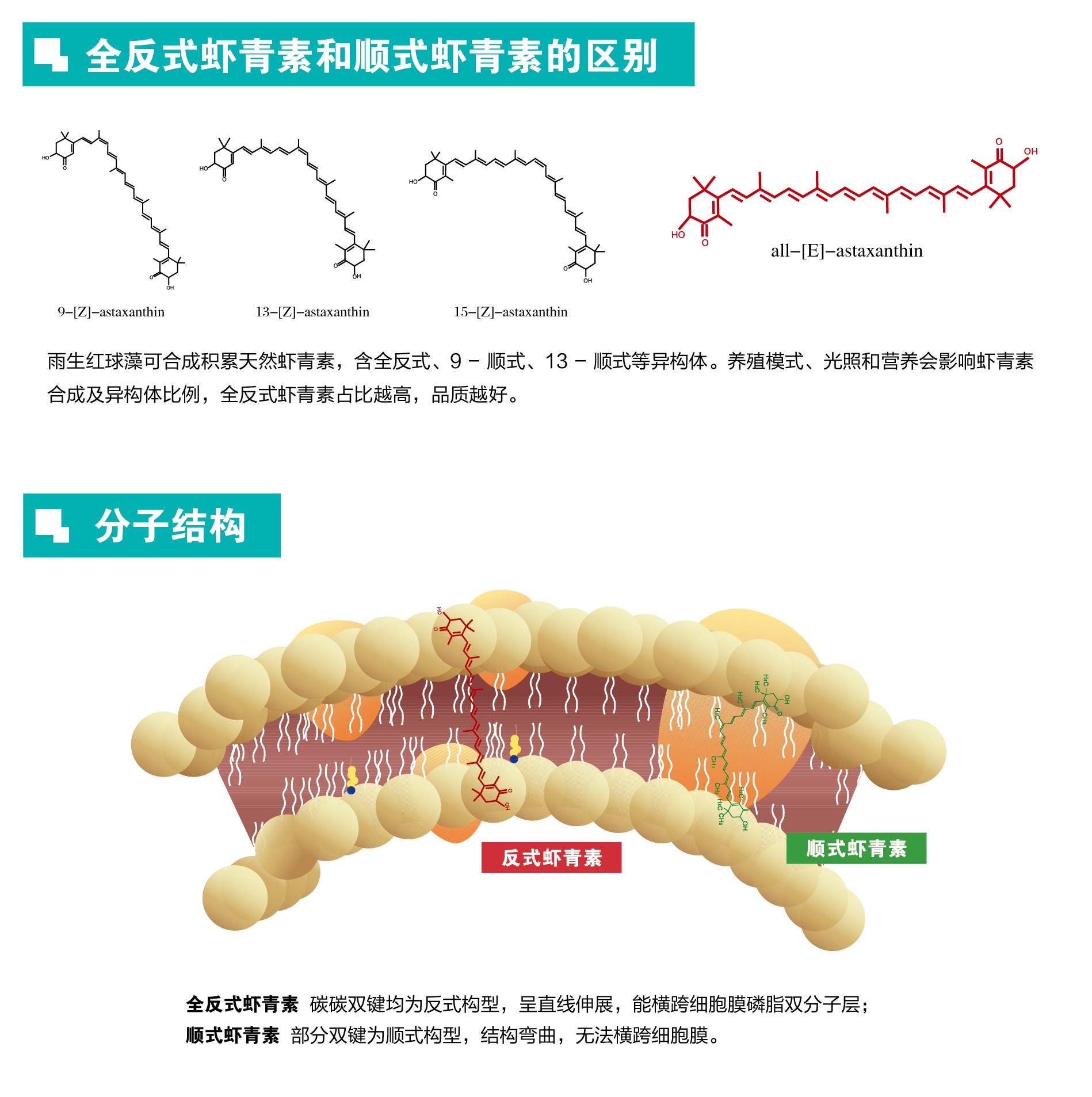 艾詩(shī)特蝦青素