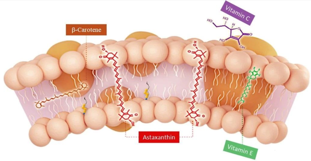 艾詩特蝦青素 艾詩特蝦青素