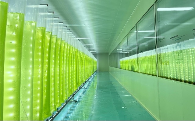 微藻養(yǎng)殖技術(shù)重大突破！我國(guó)實(shí)現(xiàn)全反式蝦青素量產(chǎn)升級(jí)